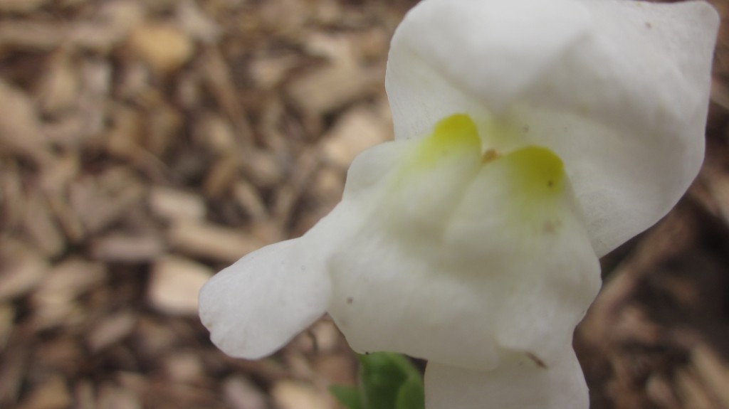This creamy white snapdragon looks quite content in the hoophouse bed.