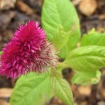 5 Things you can do NOW to prepare for your spring garden!
