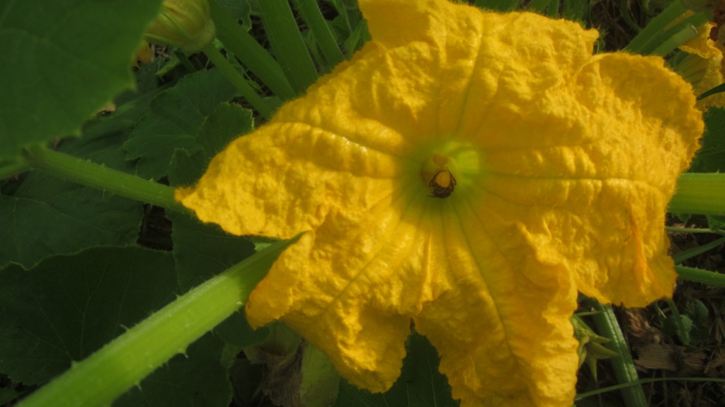 The honeybees were quite busy collecting pollen from the squash blossoms!