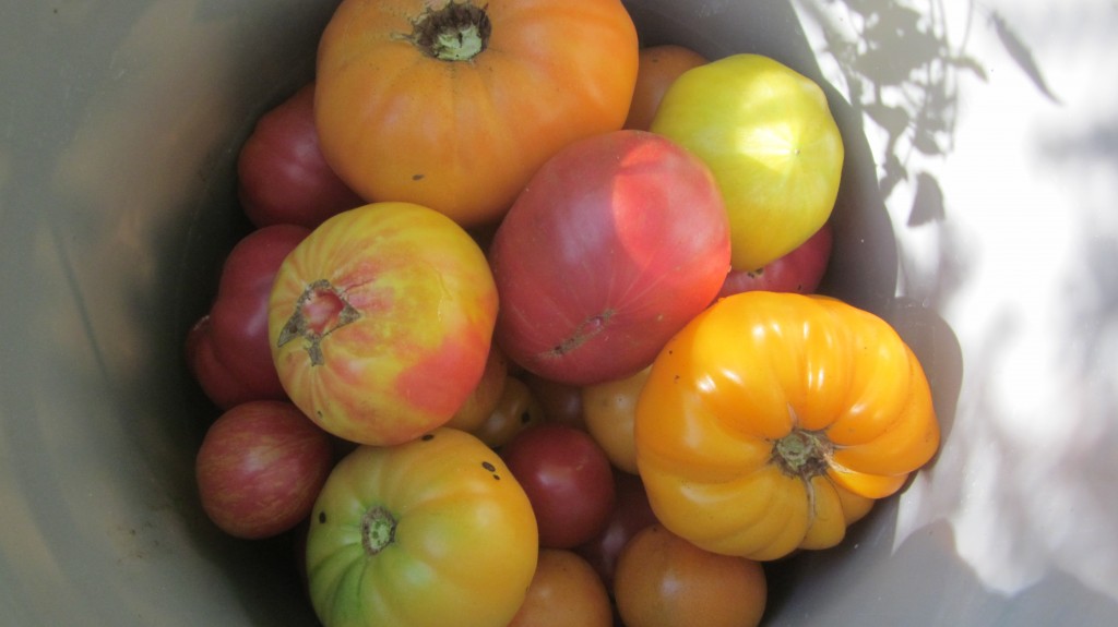 I simply can't raise "just" red tomatoes, when there are so many pretty colored varieties available. Yellow--pink--striped--green!!