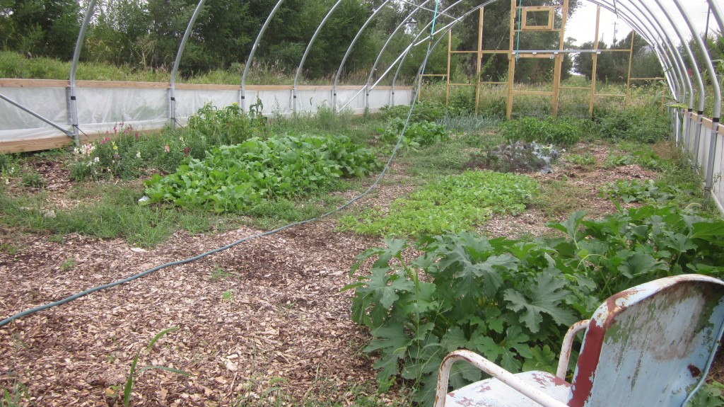 I've got lots of wood chips in my hoop house, but I'll need a fresh layer in the spring!