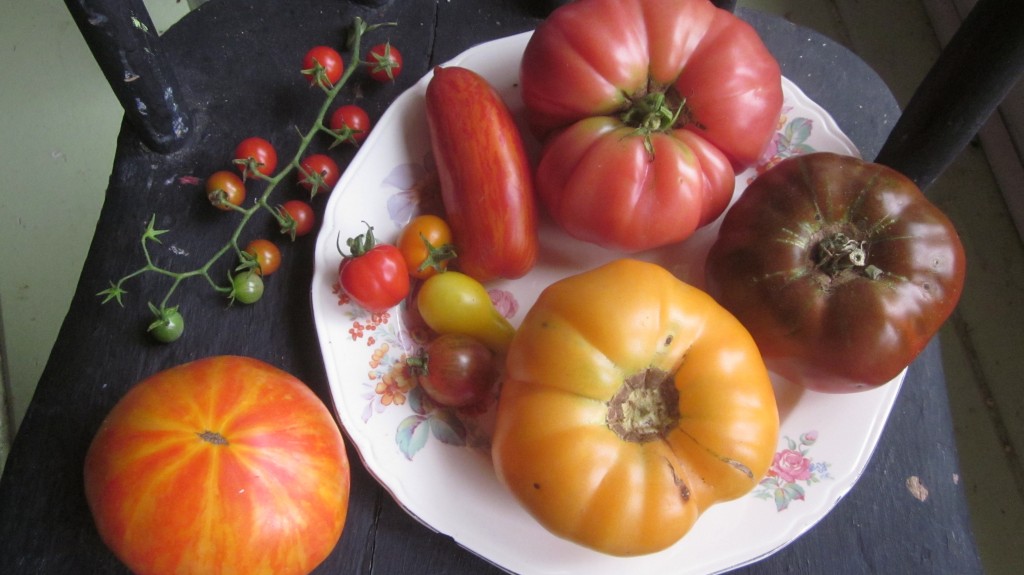 These are the winners in this year's tomato contenders!