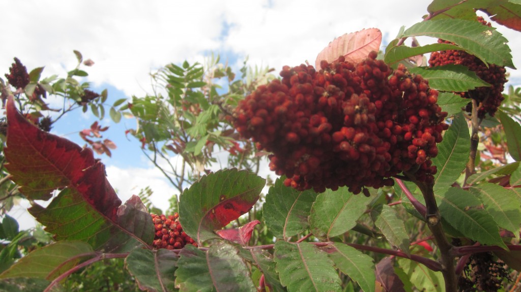 Sumac in the fall is the most delicious color!