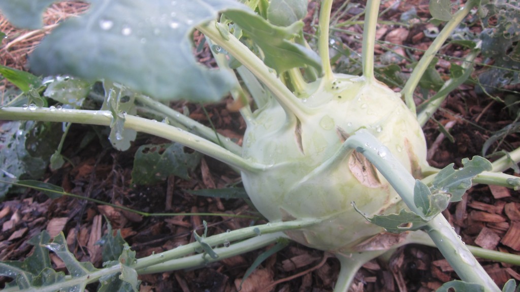 THE LARGEST KOHLRABI IN THE WORLD!!