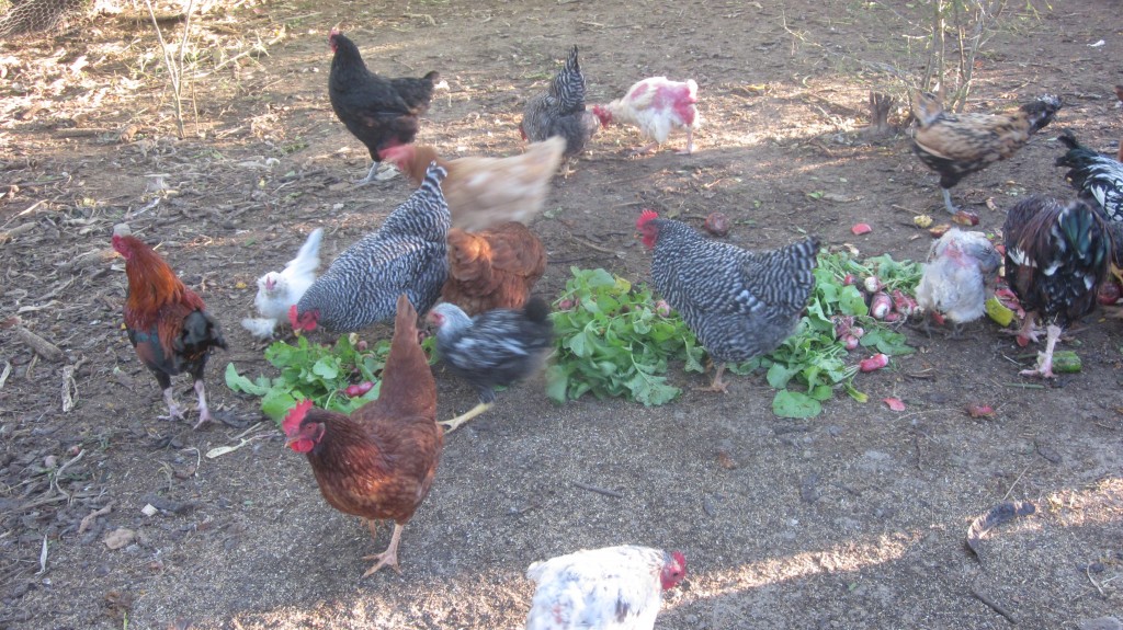 Our chickens spend part of the day in their fenced-in yard, to keep the predators guessing. Here they chow down on some garden scraps.