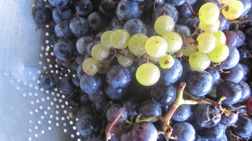 Aren't they gorgeous? The Concord grapes are the purple ones, and the smaller green ones on top are champagne grapes.