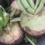 Best way to store turnips for winter & a fabulous roasted root recipe!