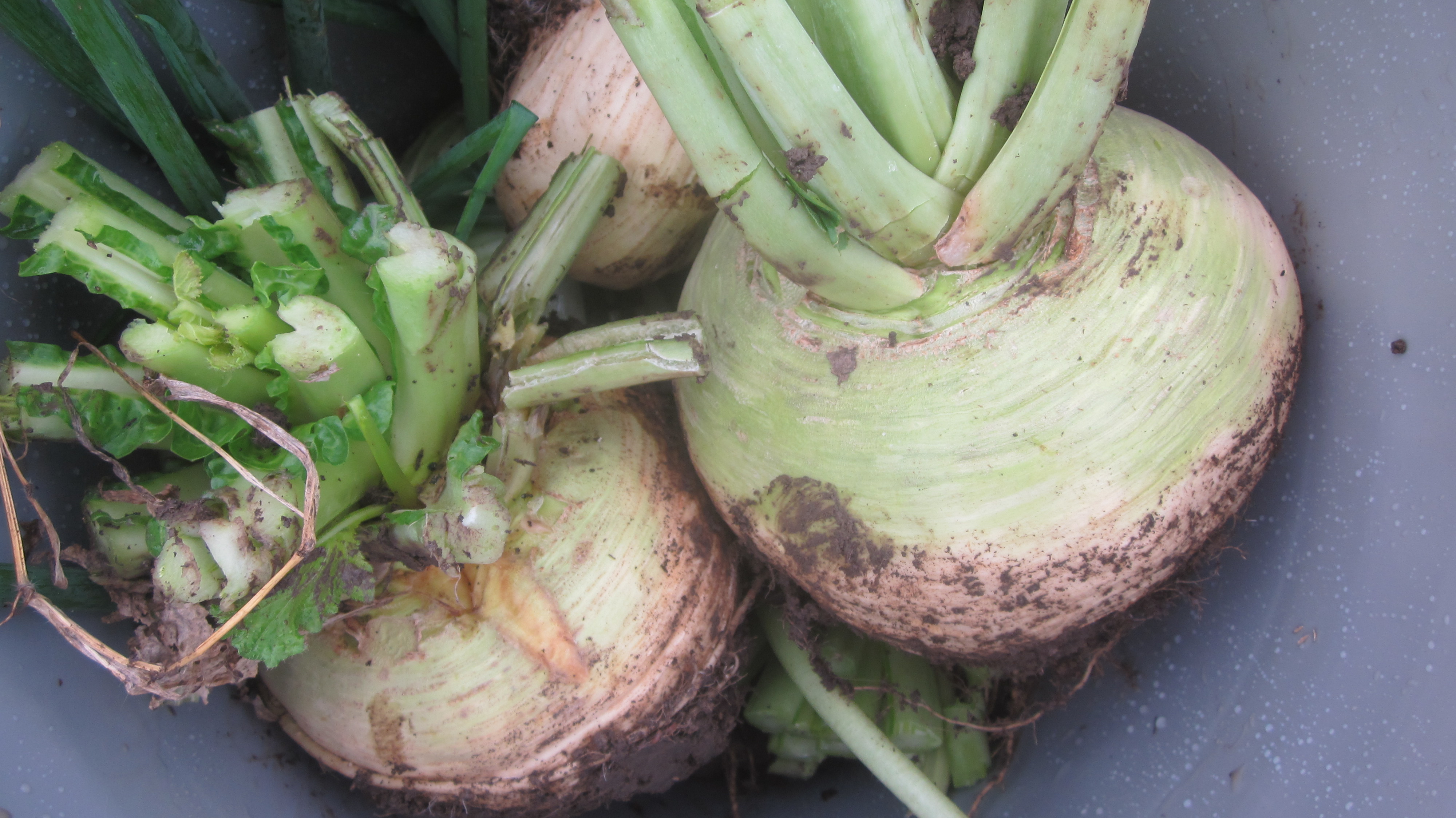 Best way to store turnips for winter & a fabulous roasted root recipe!