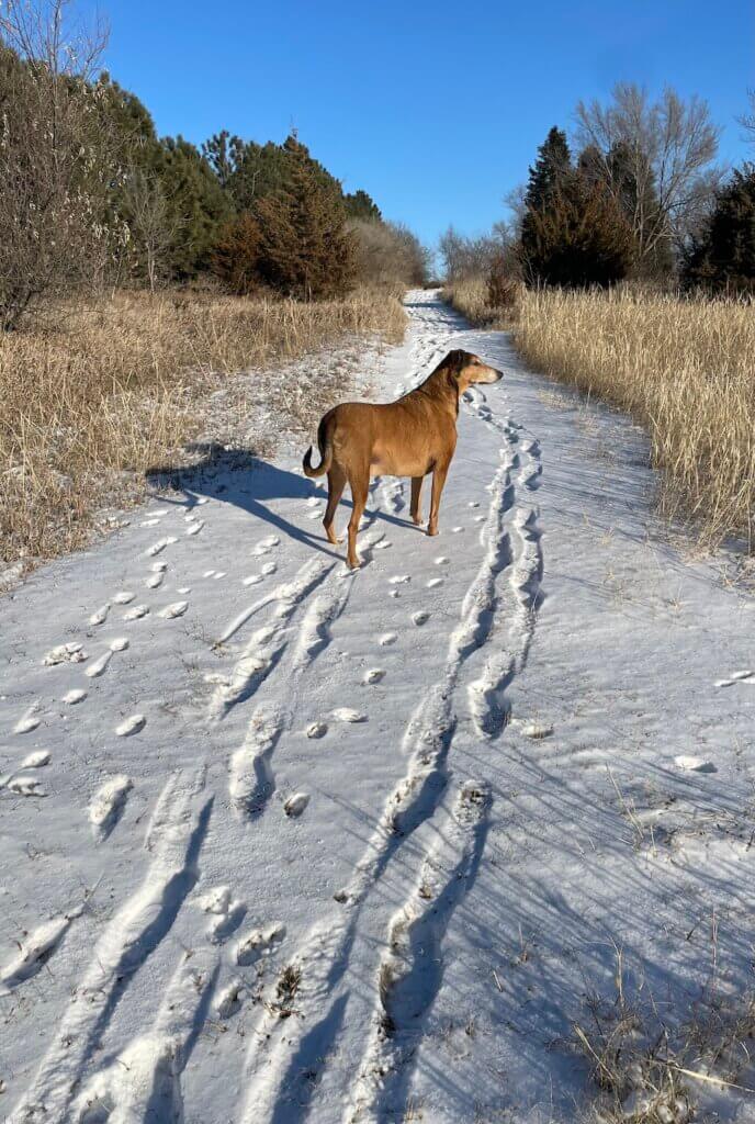 dog standing in snowy path