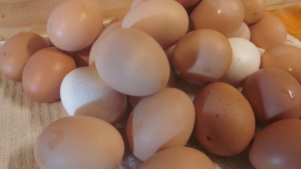 lovely pile of eggs