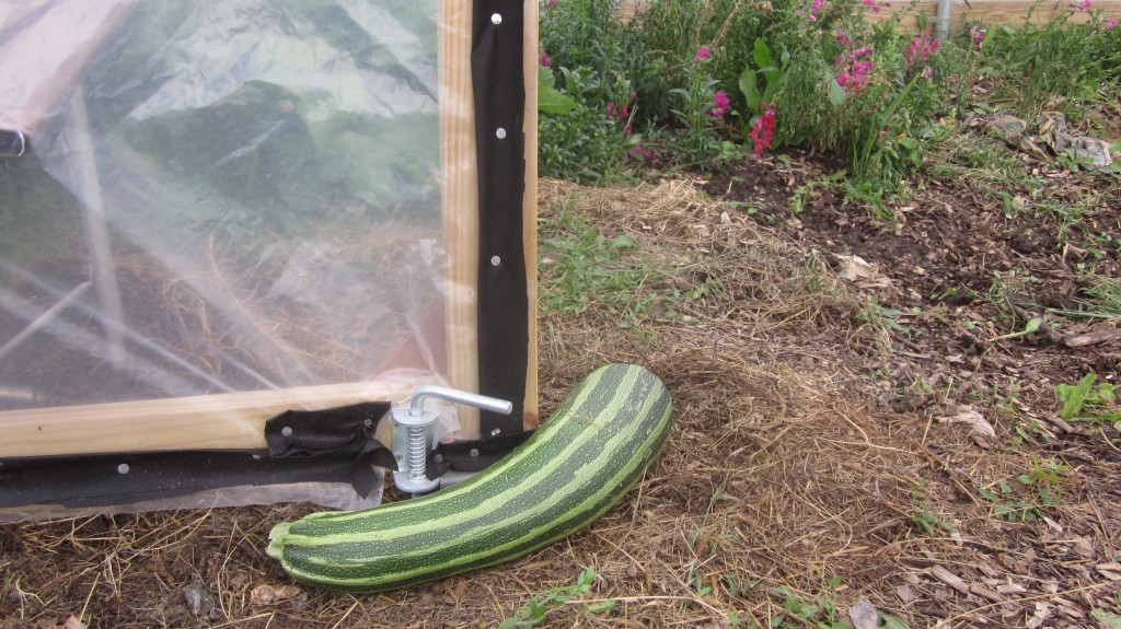 A large zucchini makes a great doorstop out at the hoop house.