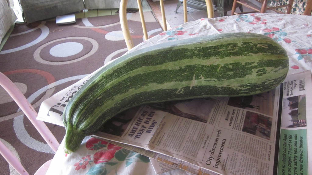 A stout zucchini makes a great (news) paper-weight.