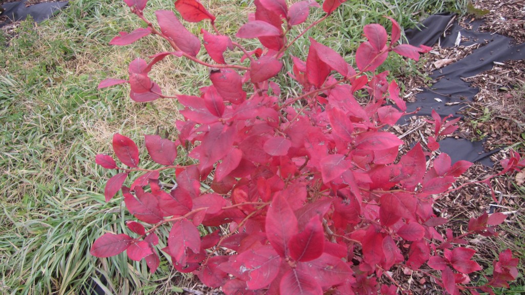 If youve been leaning toward planting blueberry bushes this fall