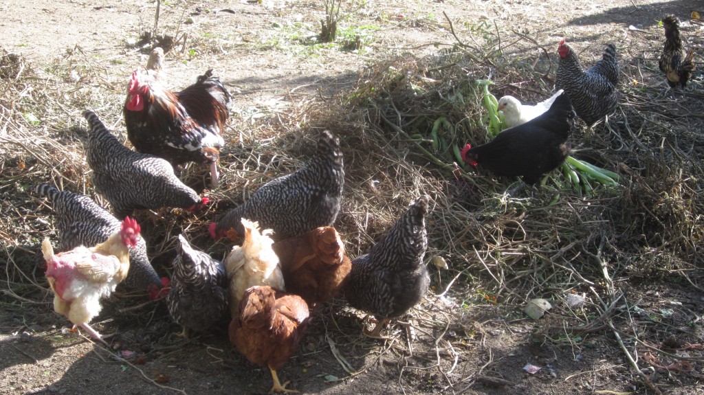 The chickens are working on that compost pile in their yard. What fun! What discoveries!