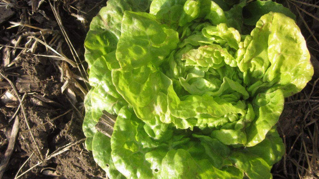 Remember Tom Thumb lettuces? Yum! I'll plant more of them this year!