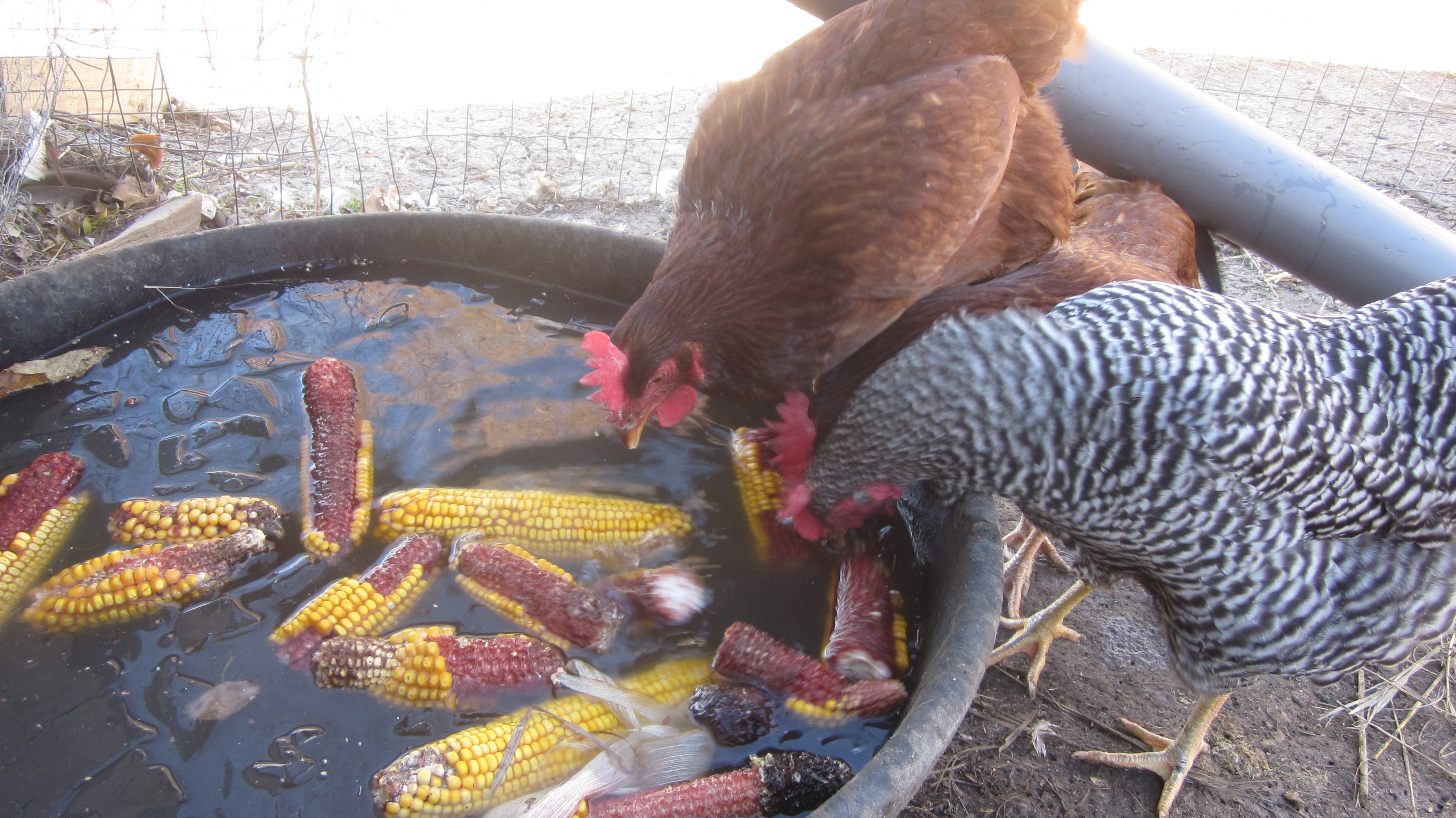 Surprising chickens: bobbing for corn on the cob, and winter feeding tips