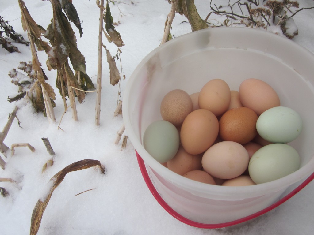 How to keep your hens laying