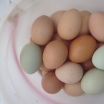 How to keep your hens laying eggs all winter long: my top 5 tips!