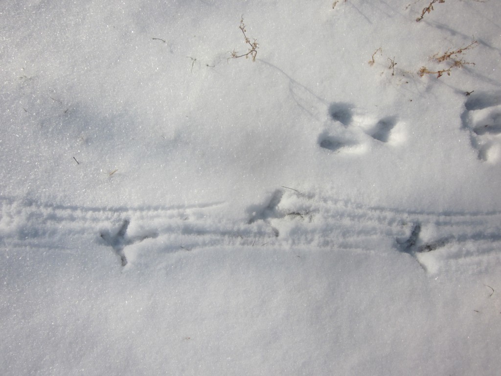 I watched the chicken make these tracks. I could almost hear her muttering against the snow, under her breath. "Hate the snow. hate the snow."