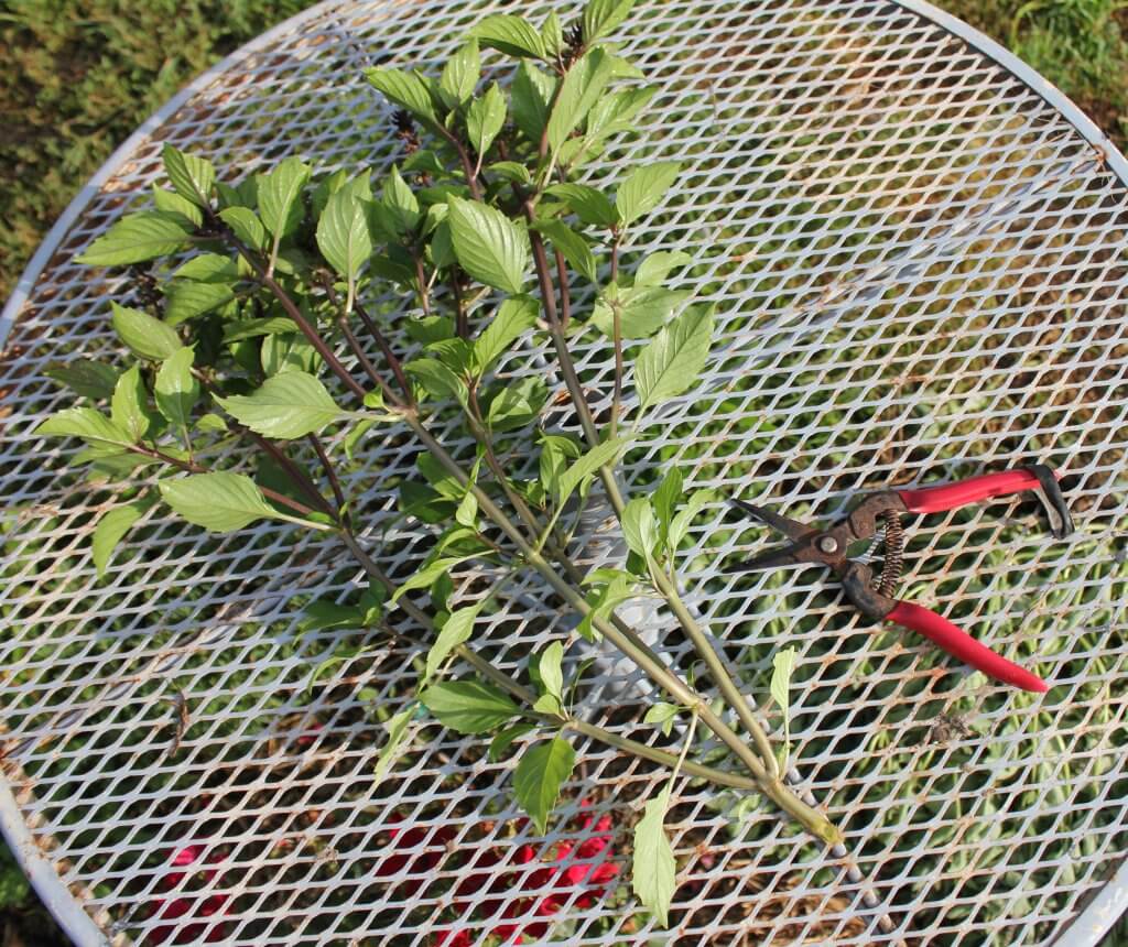 how to prune basil