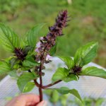 How to prune basil for the longest, most abundant harvest: truly a game changer!