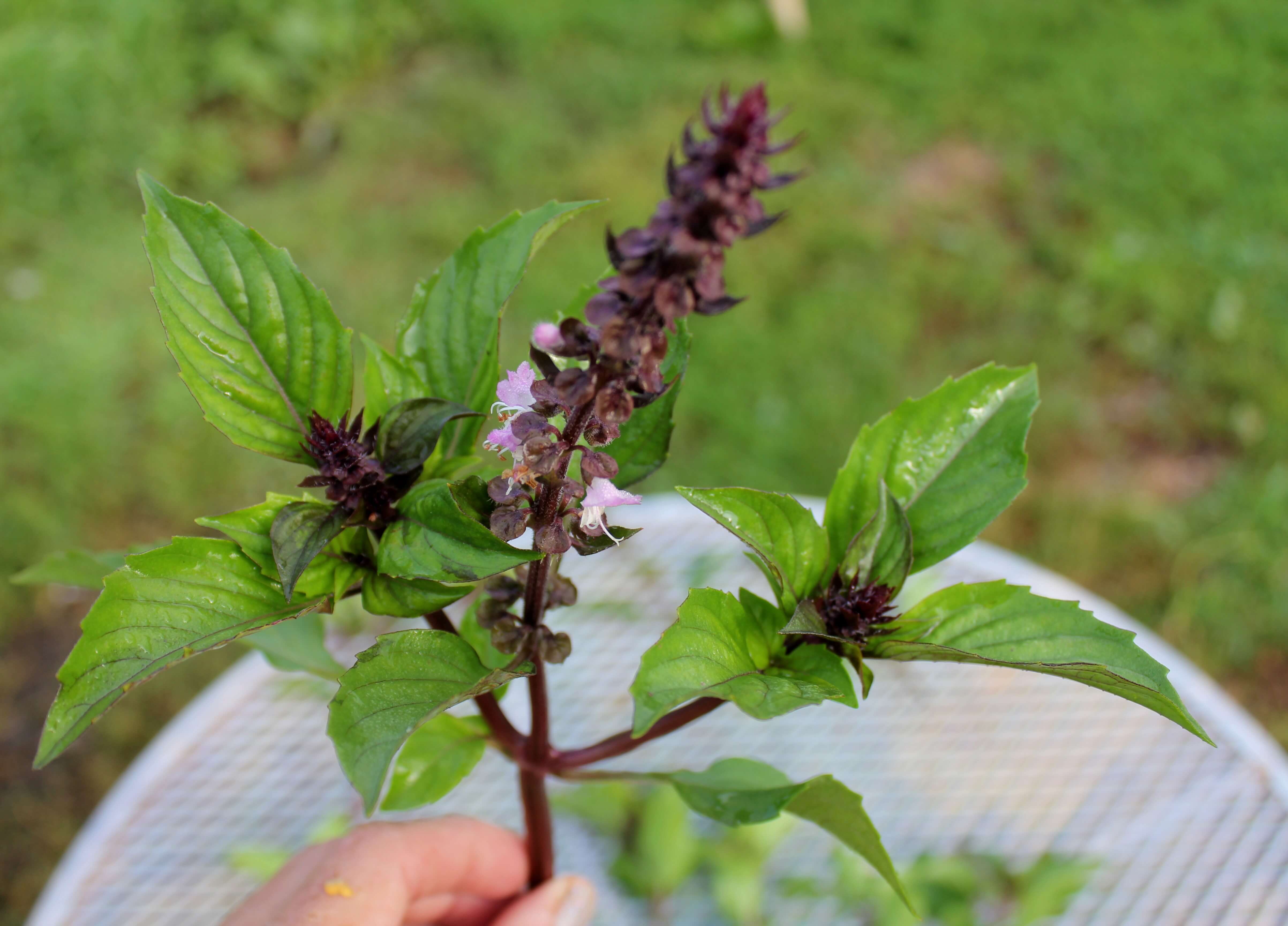 How to prune basil for the longest most abundant harvest truly a