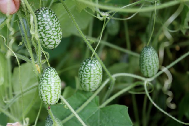 Pickled Cucamelons (Sour Gherkins): Easy Refrigerator Pickles ~ Homestead  and Chill