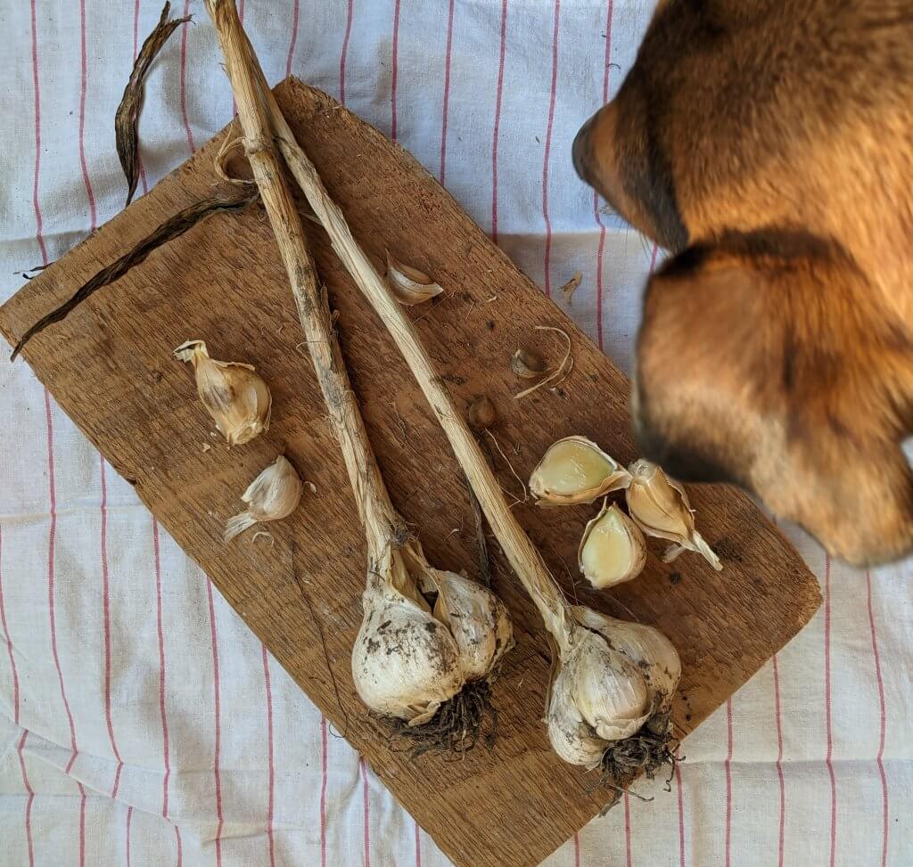 dog and garlic