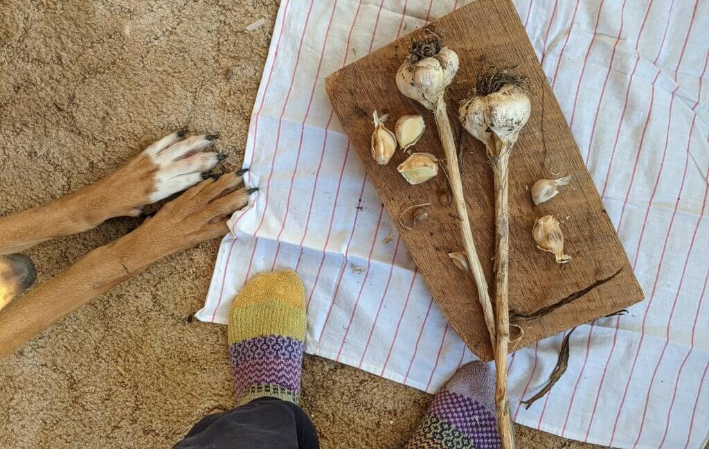 dog's feet, my feet, garlic