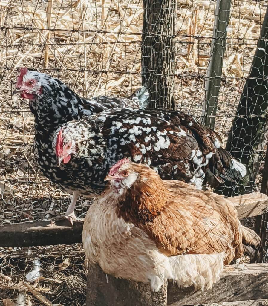 chickens resting