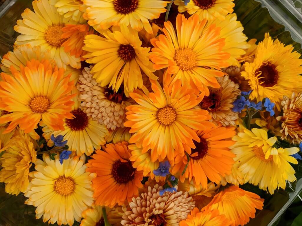 calendula blossoms