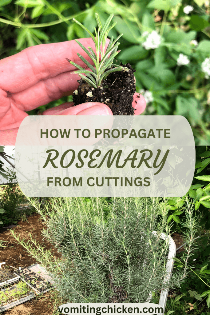 "How to Propagate Rosemary from Cuttings" title with hand and rosemary plant