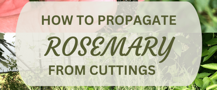 How to Propagate Rosemary from cuttings: easy-peasy way to get free plants!