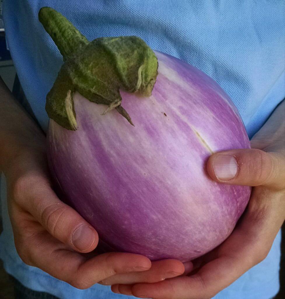 Rosa Bianca eggplant in child's hands