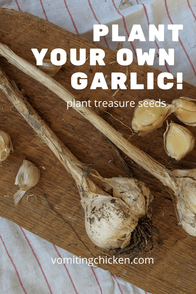 garlic heads on board