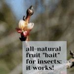 All-natural fruit tree “bait” jugs for insects: they work!