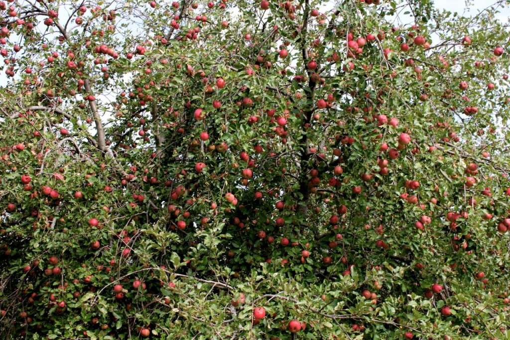 applecidering