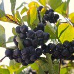 Fermented Aronia Berry Chutney: tangy party on your tongue!
