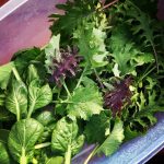 the post INWHICH I reveal an exciting discovery about growing kale :)