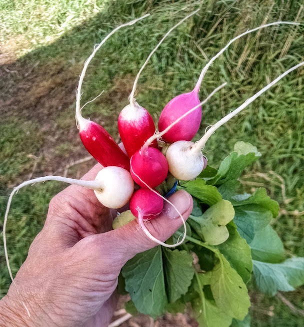 Radishes, naturally! French Breakfast, White Hailstone, and Pink Beauty.