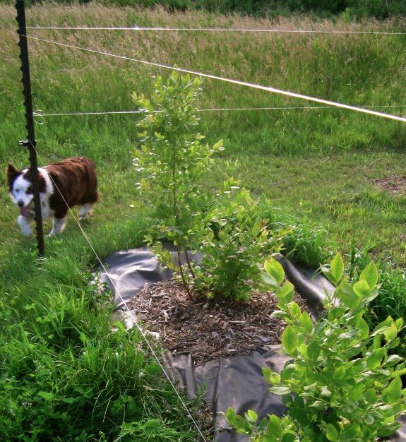 dog running around fishing line fence