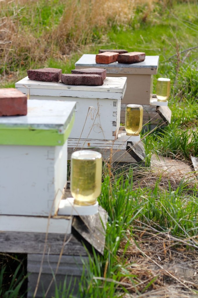 Sugar water is a quick energy source for new bees.