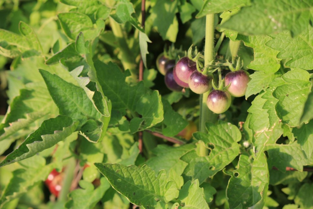 "Blueberries Tomato" from Baker Creek.