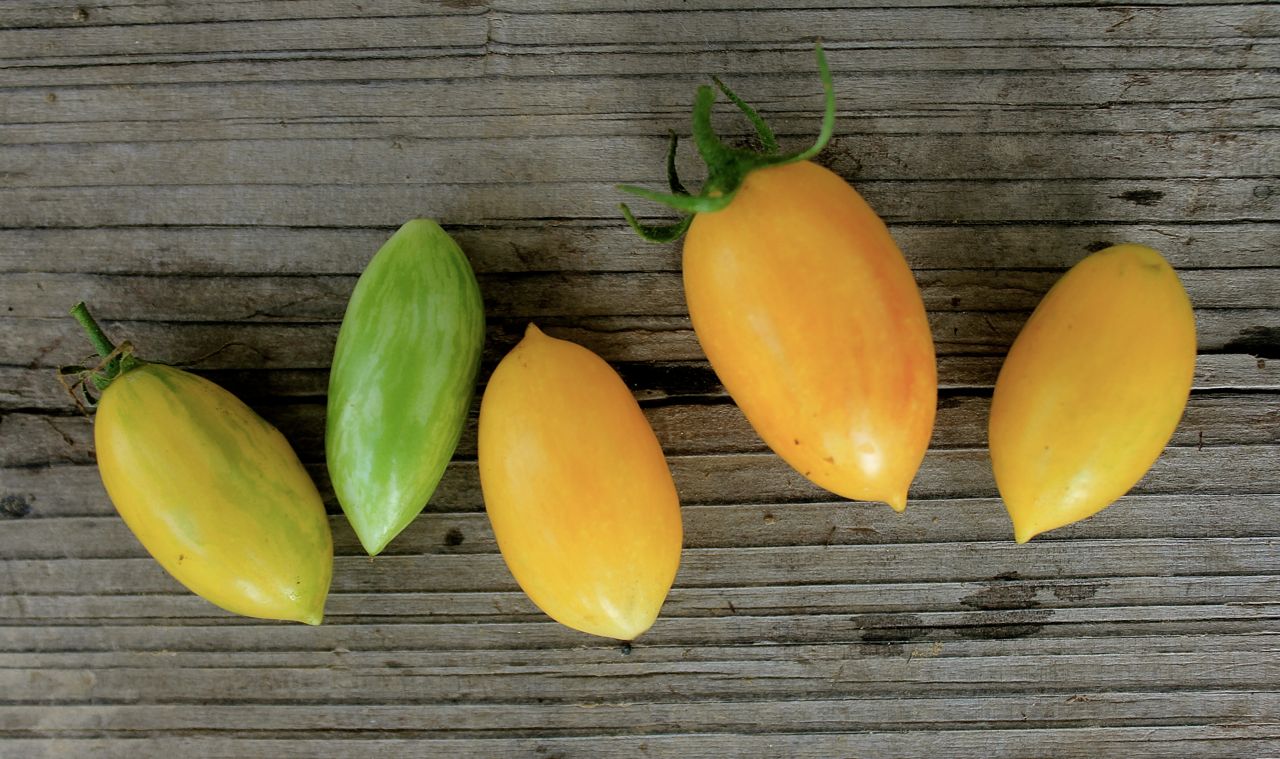 Heirloom tomatoes in my garden this year's favorites, so far