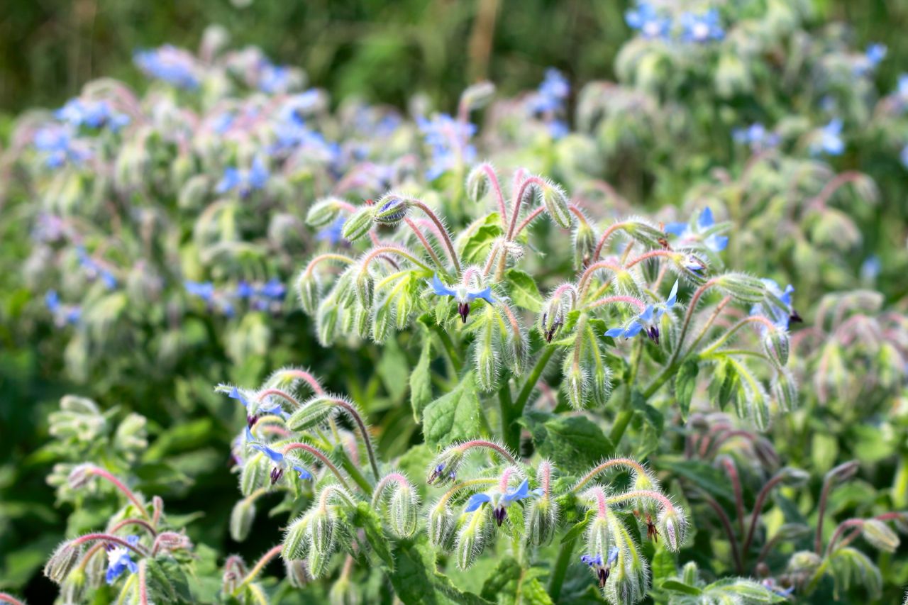 7 excellent reasons to plant borage in your garden and free seeds