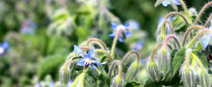 7 excellent reasons to plant borage in your garden: and free seeds!