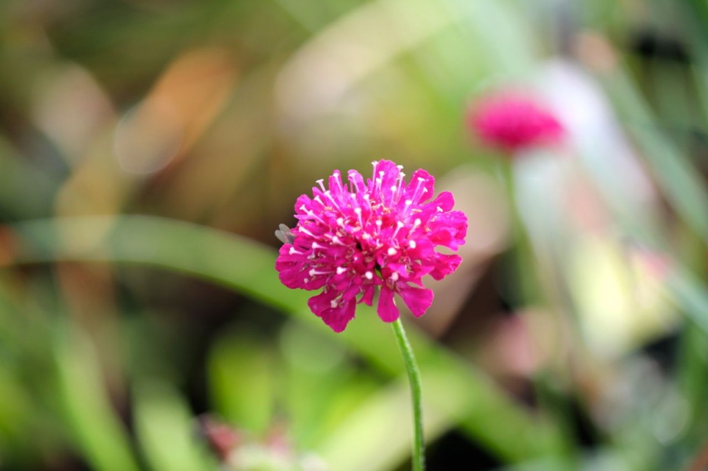 buttonflower