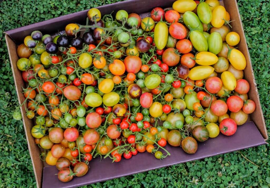 Picture of multi-colored cherry tomatoes.
