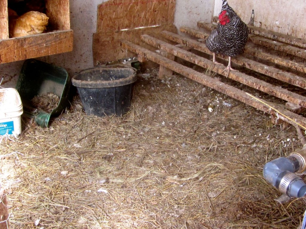 chickencoop