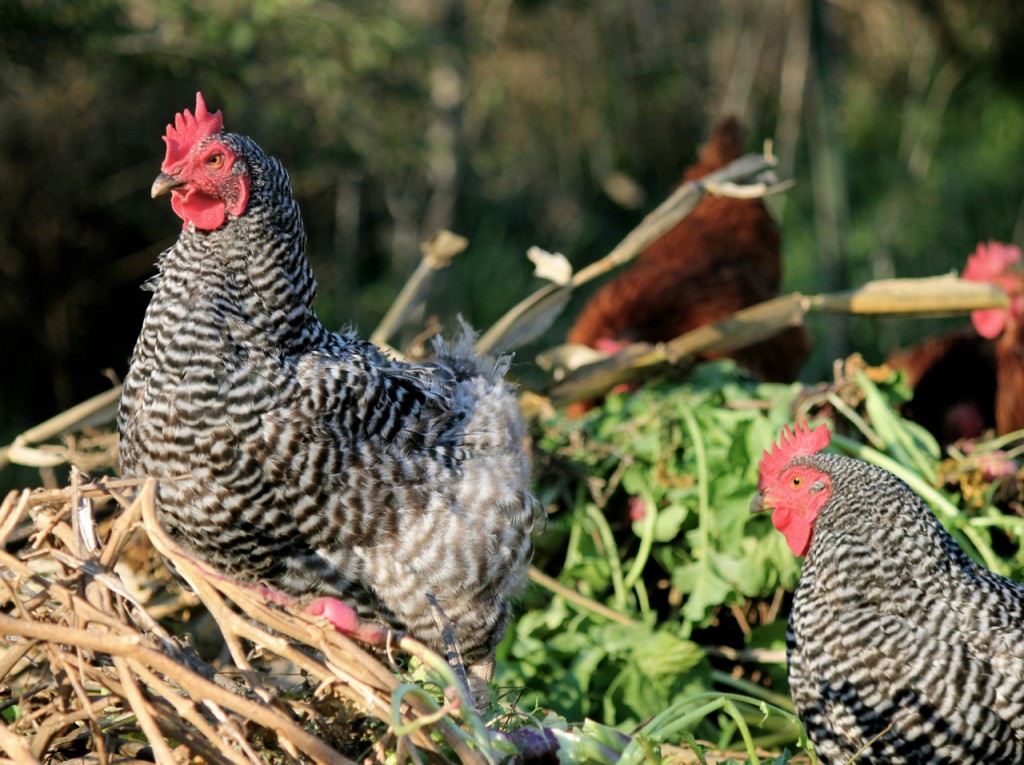 My chooks are like me: they'd usually just rahther be outside, thank you very much.